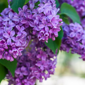 Fondant parfumé Lilas