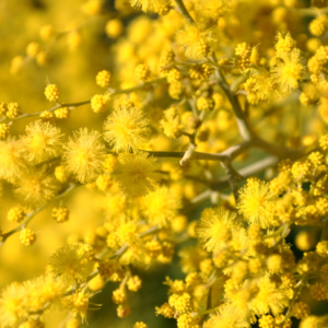 Fondant parfumé Mimosa