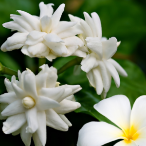 Fondant parfumé Frangipanier Jasmin