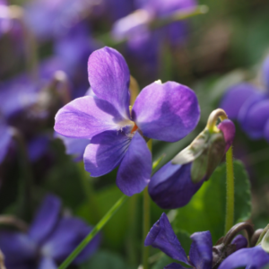 Fondant parfumé Violette