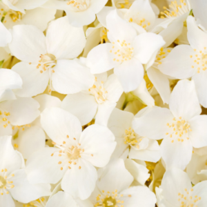 Fondant parfumé Jasmin